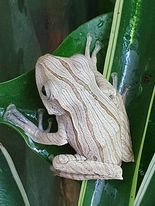 Polypedates Otilophus - Borneo Eared tree frog