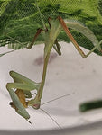 Rukoilijasirkat