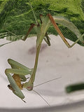 Rukoilijasirkat