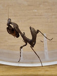 Rukoilijasirkat