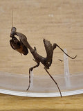 Rukoilijasirkat