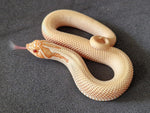 Siankärsäkäärme (Heterodon nasicus)