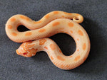 Siankärsäkäärme (Heterodon nasicus)