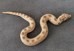 Siankärsäkäärme (Heterodon nasicus)