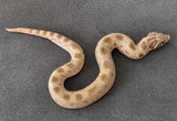 Siankärsäkäärme (Heterodon nasicus)