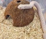 Siankärsäkäärme (Heterodon nasicus)