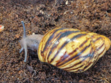 Kotilot