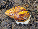 Kotilot
