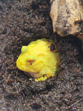Sarvisammakko