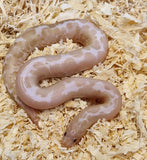 Hiekkaboa (eryx colubrinus loveridge)