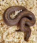 Hiekkaboa (eryx colubrinus loveridge)